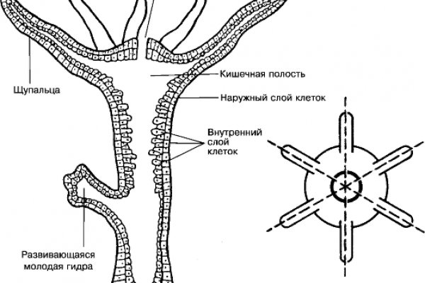 Сайт кракен тор браузера